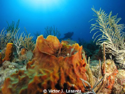 Arrow Crab in a Barrel Sponge & Diver at No Name Reef in ... by Victor J. Lasanta 